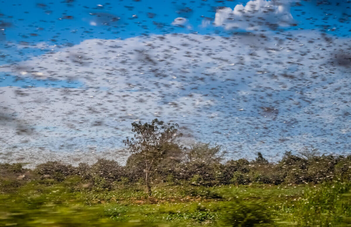 Can We Beat The African Locust Outbreak Using Weather?