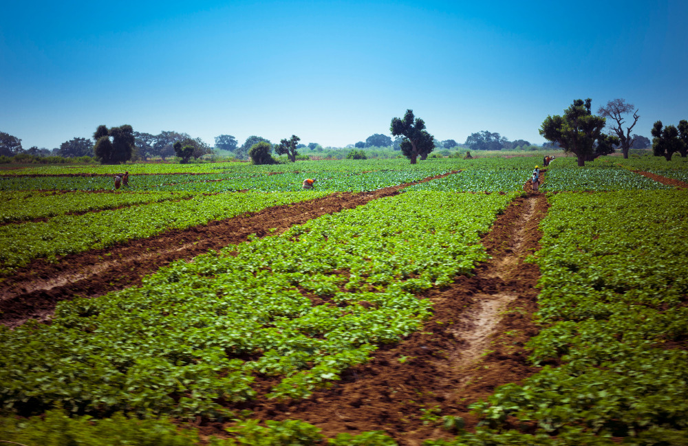 Investments in Climate-Smart Agriculture Innovations Can Increase Smallholder Farmers’ Resilience