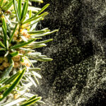What Is a Pollen API?